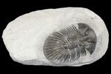 Scabriscutellum Trilobite - Morocco #160797-1